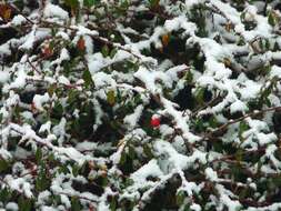 Image of coral beauty cotoneaster