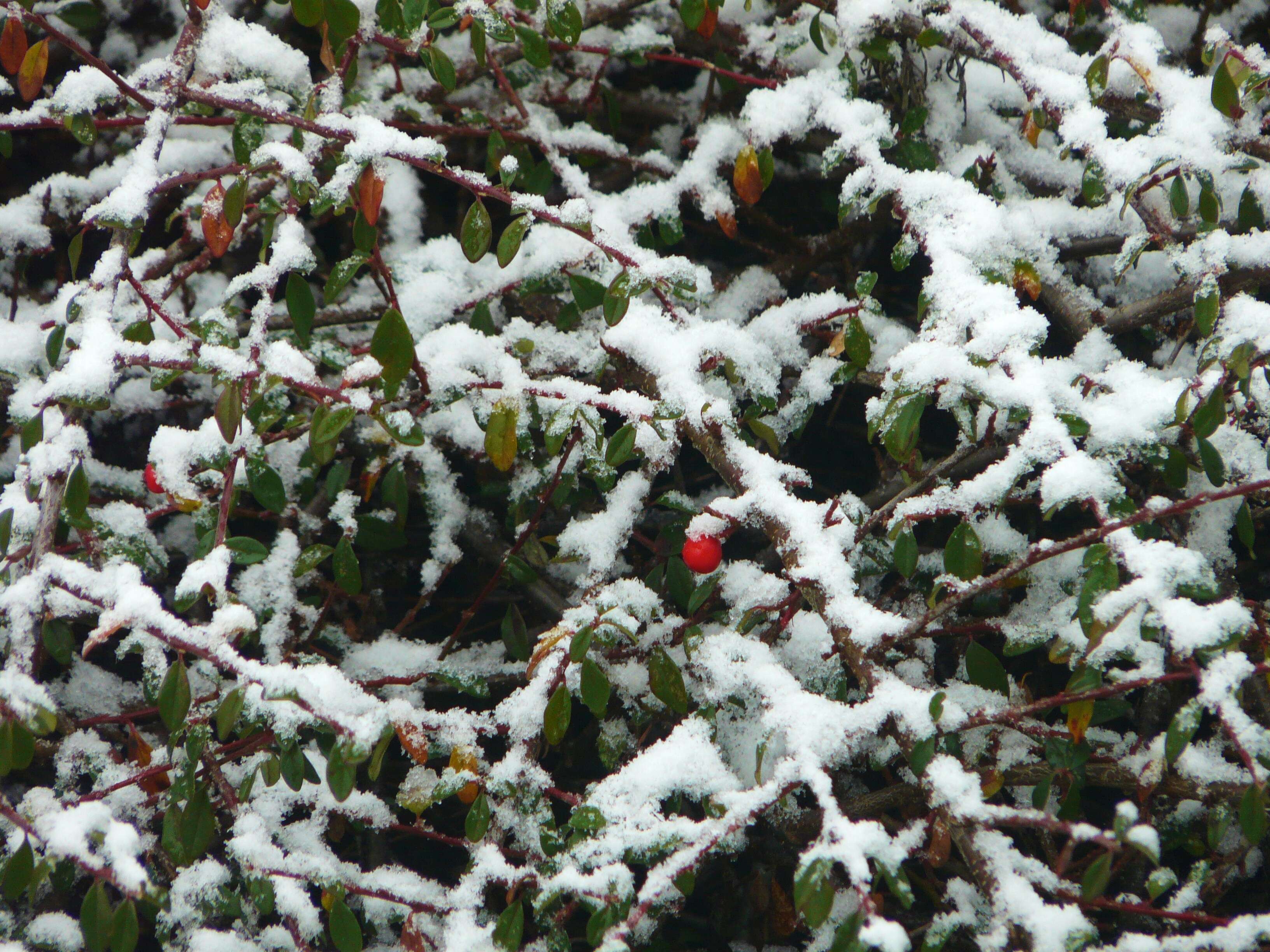 Image of bearberry cotoneaster