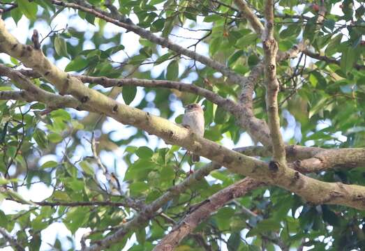 Image of Brown-streaked Flycatcher