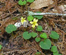 Image of Evergreen Violet