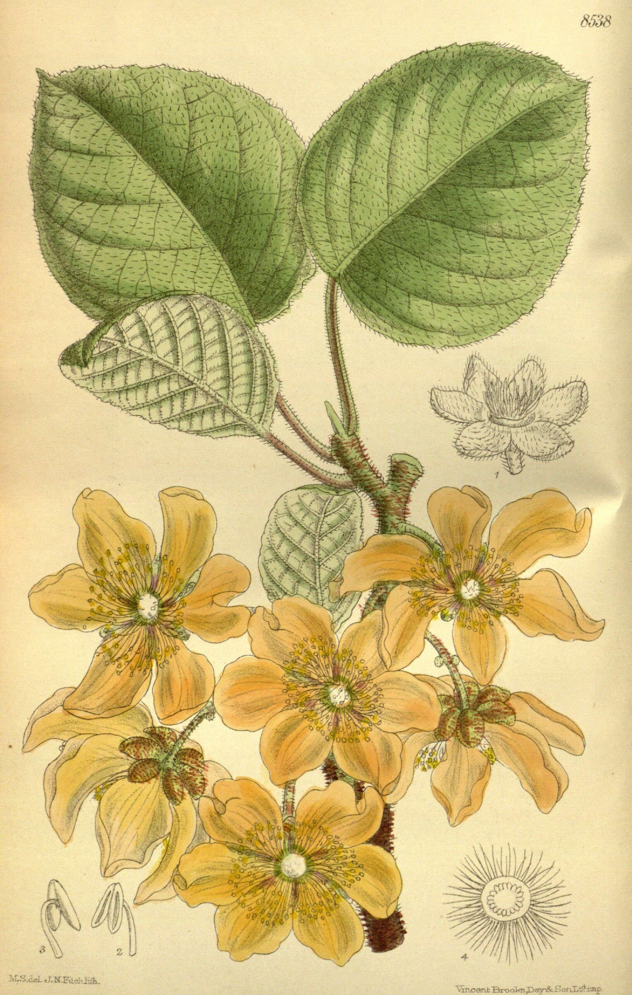 Image de Actinidia chinensis Planch.