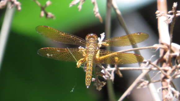 Слика од Perithemis icteroptera (Selys ex Sagra 1857)