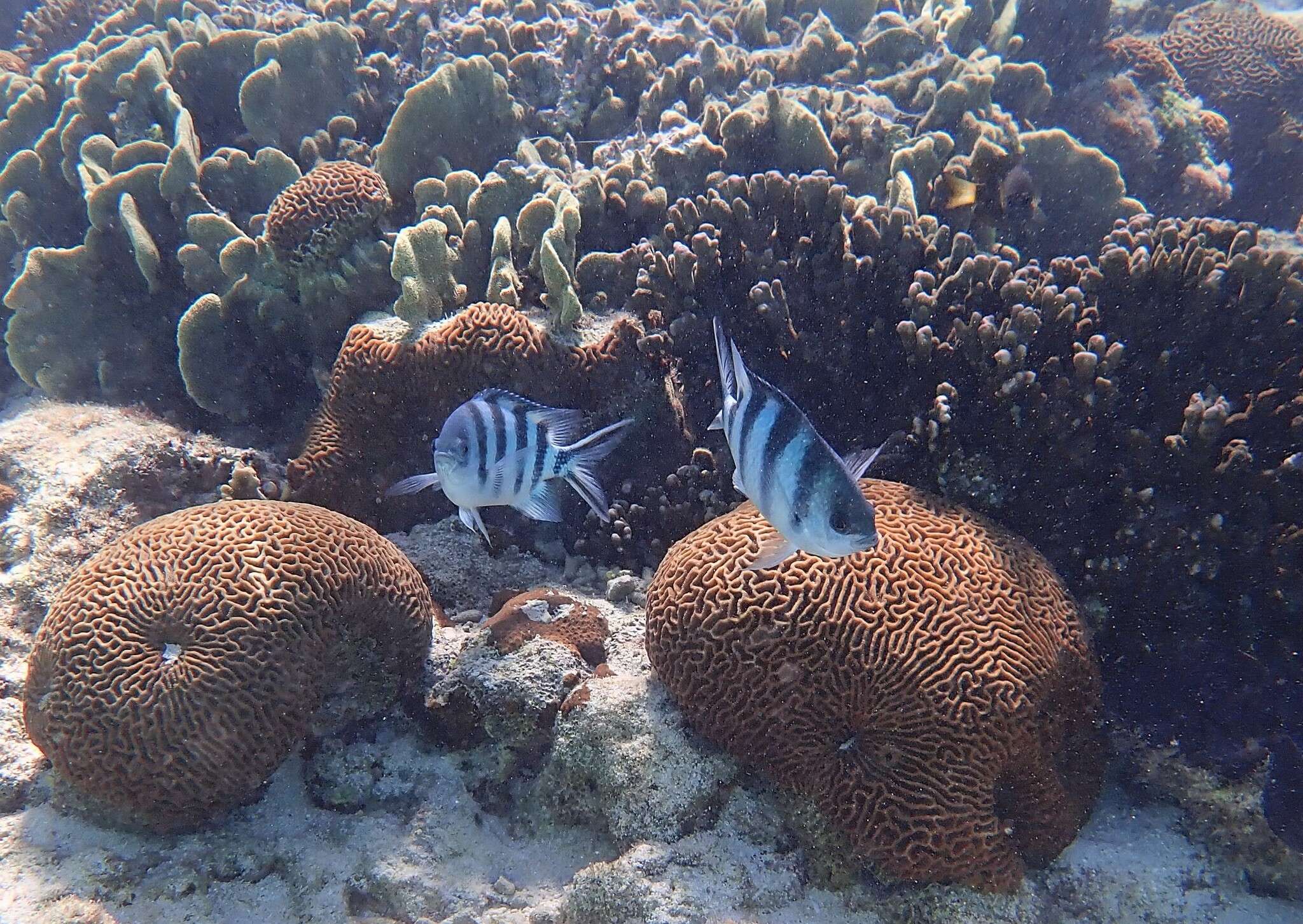 Abudefduf sexfasciatus (Lacepède 1801) resmi