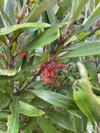 Image of Grevillea dimorpha F. Müll.