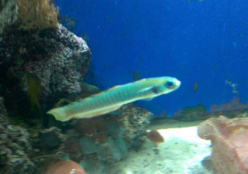 Image of Chinese zebra goby