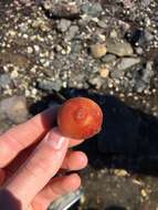 Image of sea peach