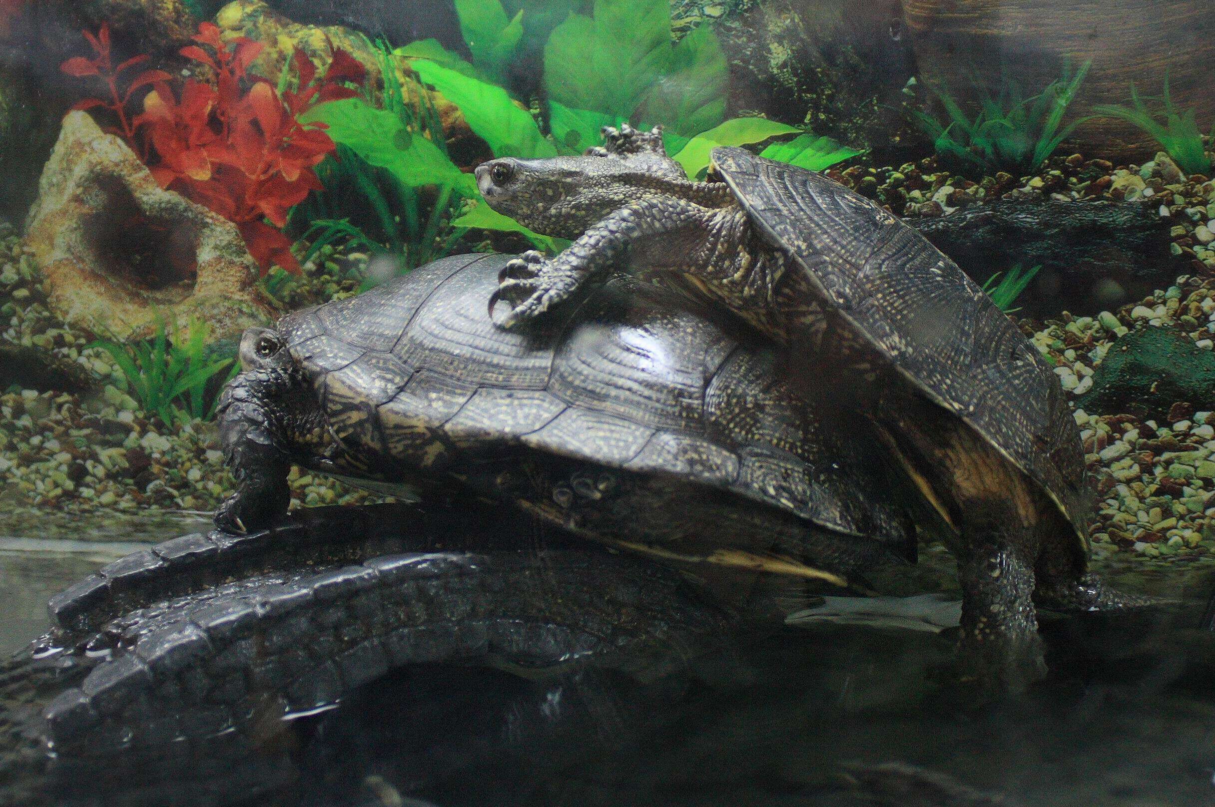 Image of European Pond Turtle