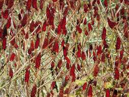 Image of staghorn sumac