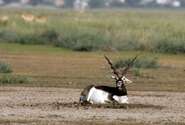 Image of Blackbuck