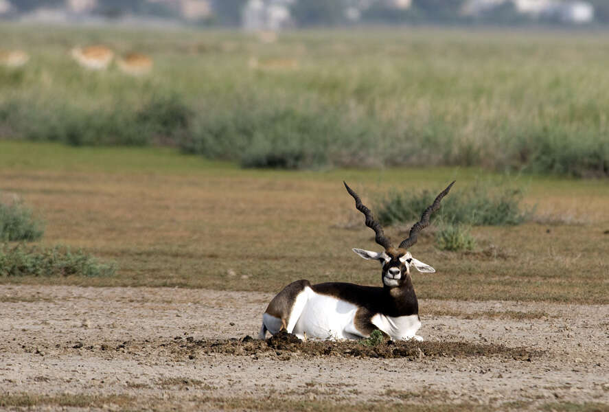 Image of Blackbuck