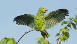 Image of Red-lored Parrot, Red-lored Amazon