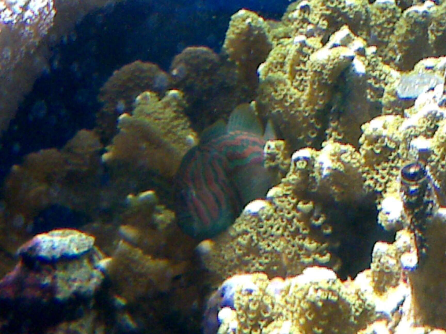 Image of Actor Coral Goby