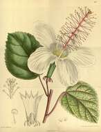 Image of white Kauai rosemallow