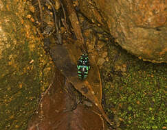 Image of Thyreus nitidulus nitidulus (Fabricius 1804)