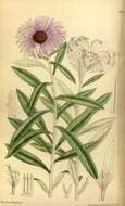 Olearia resmi