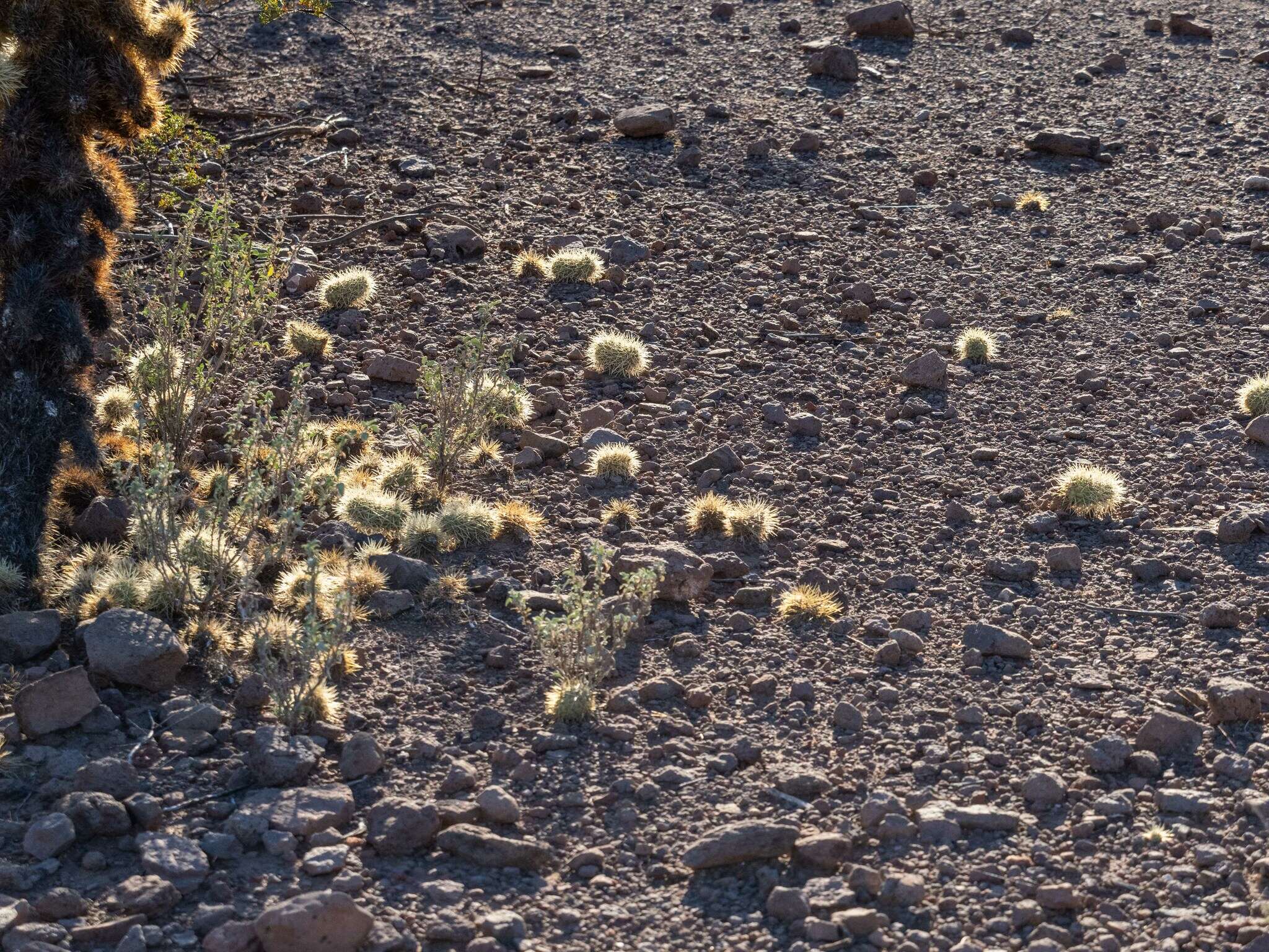 صورة Cylindropuntia bigelovii var. bigelovii