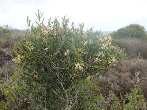 Image of Olea exasperata Jacq.