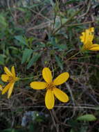 صورة Bidens reptans (L.) G. Don