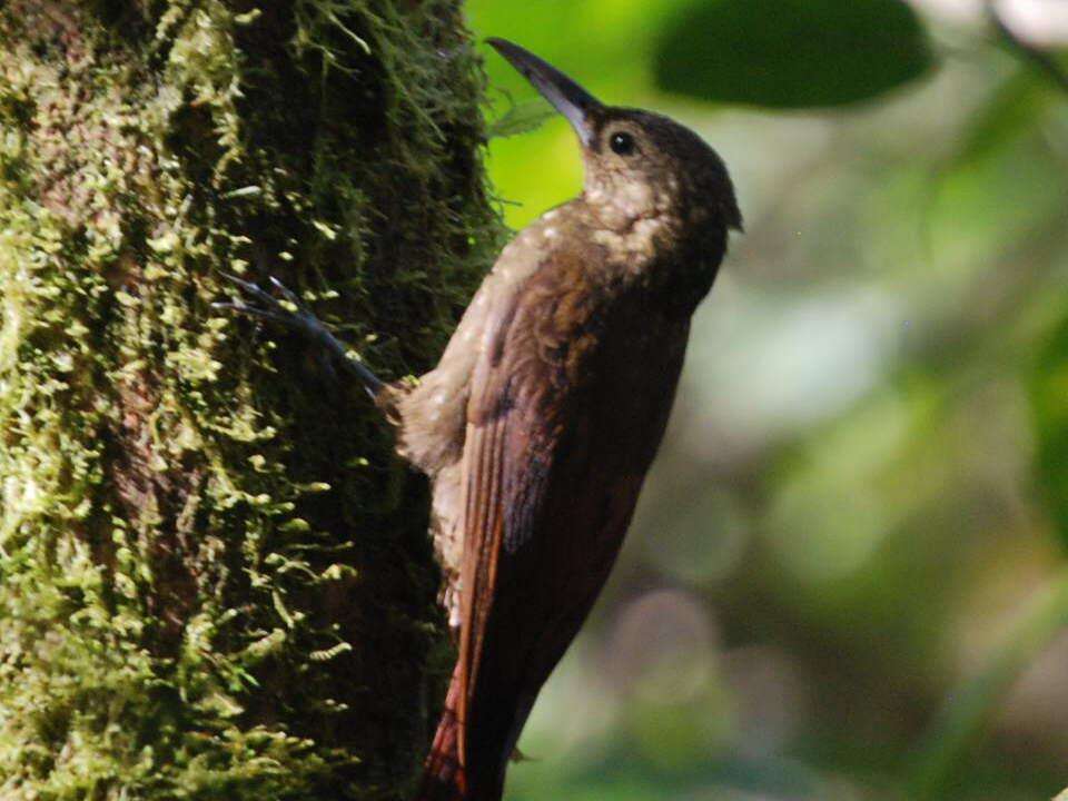 Image of Spotted Woodcreeper