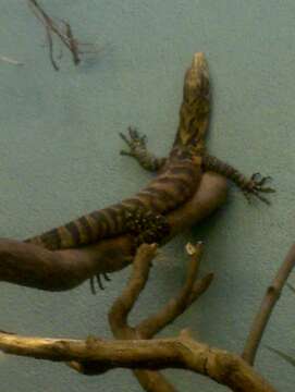 Image of Cuming’s water monitor