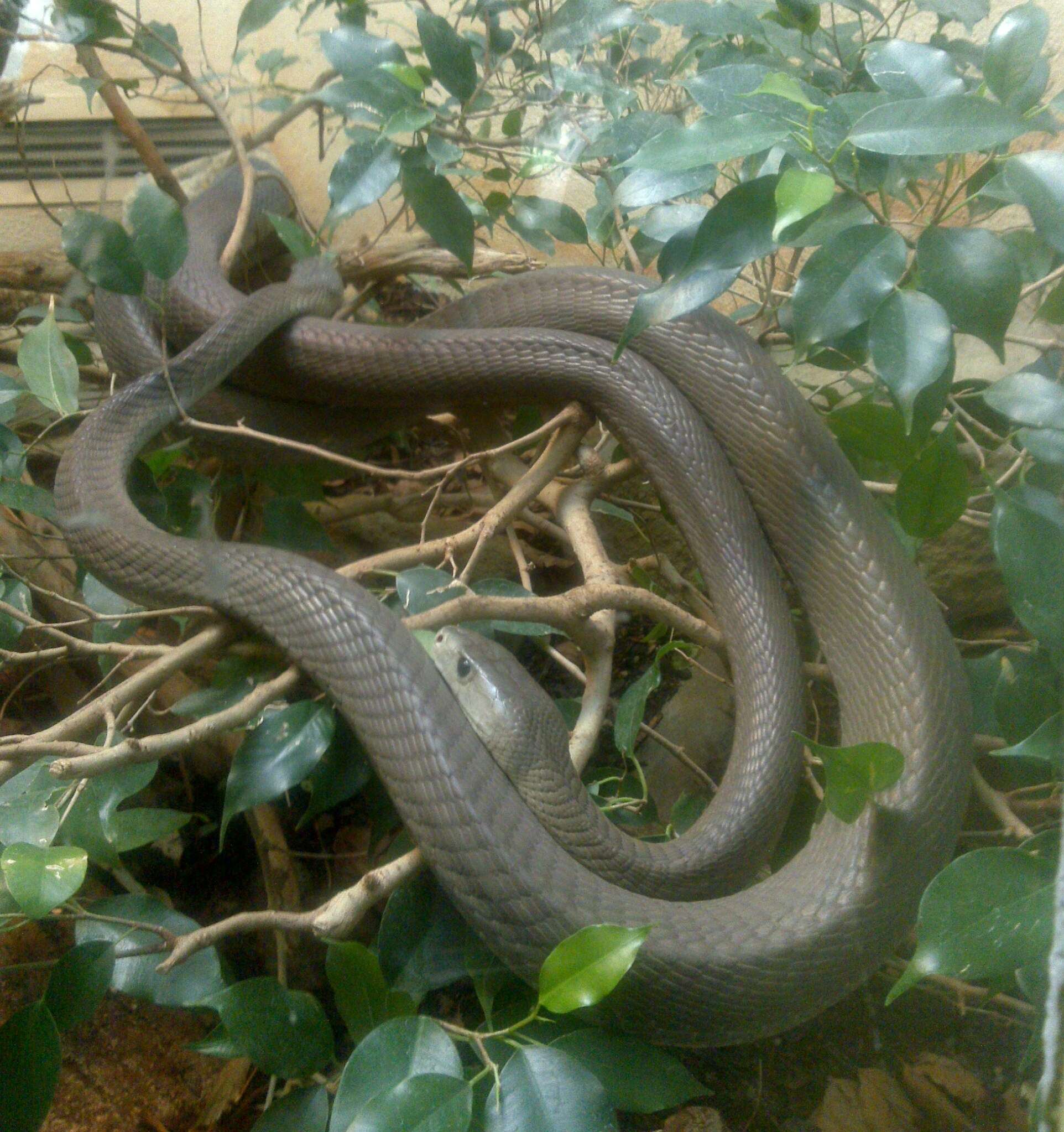 Image of Black Mamba