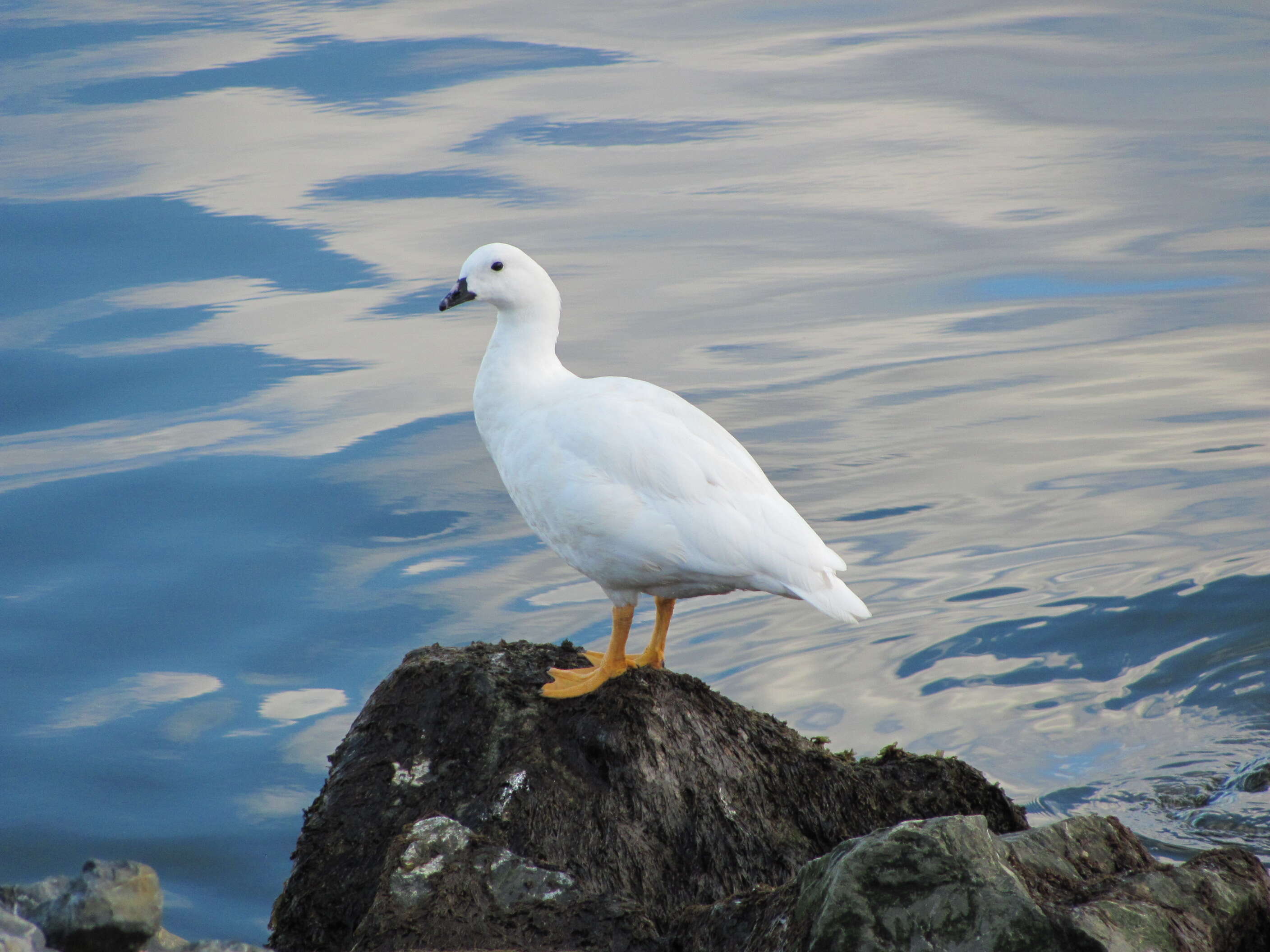 Image de Ouette marine