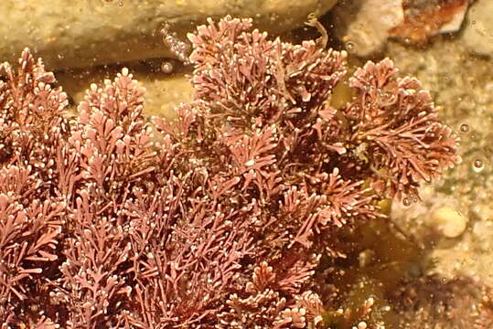 Image of Amphiroa anceps