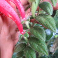 Image of Columnea labellosa H. Karst.