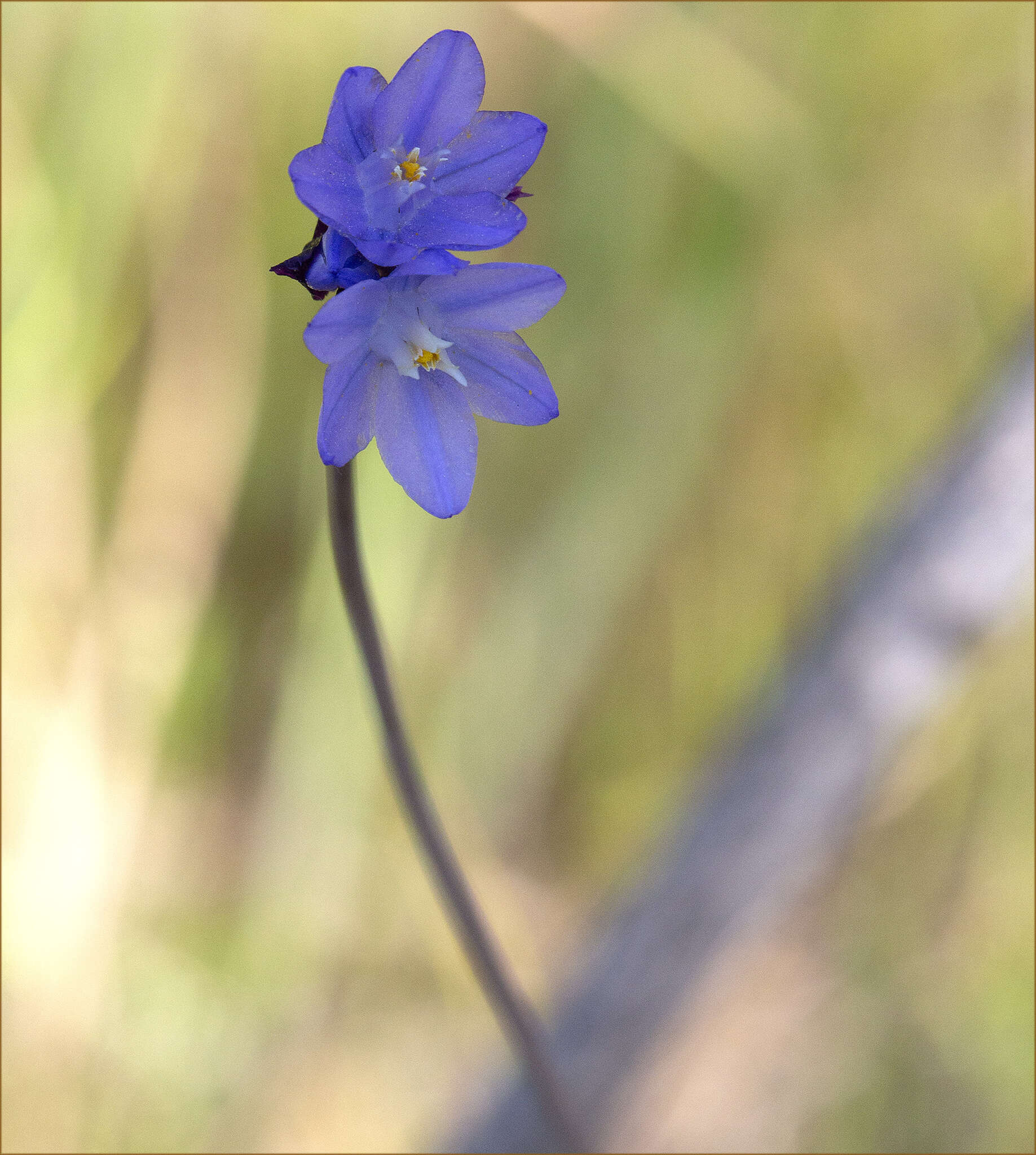 Imagem de Dipterostemon capitatus subsp. lacuna-vernalis