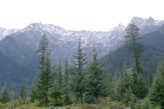 Image of Deodar cedar