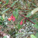 Image of Glossoloma altescandens (Mansf.) J. L. Clark