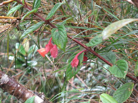 Image of Glossoloma altescandens (Mansf.) J. L. Clark