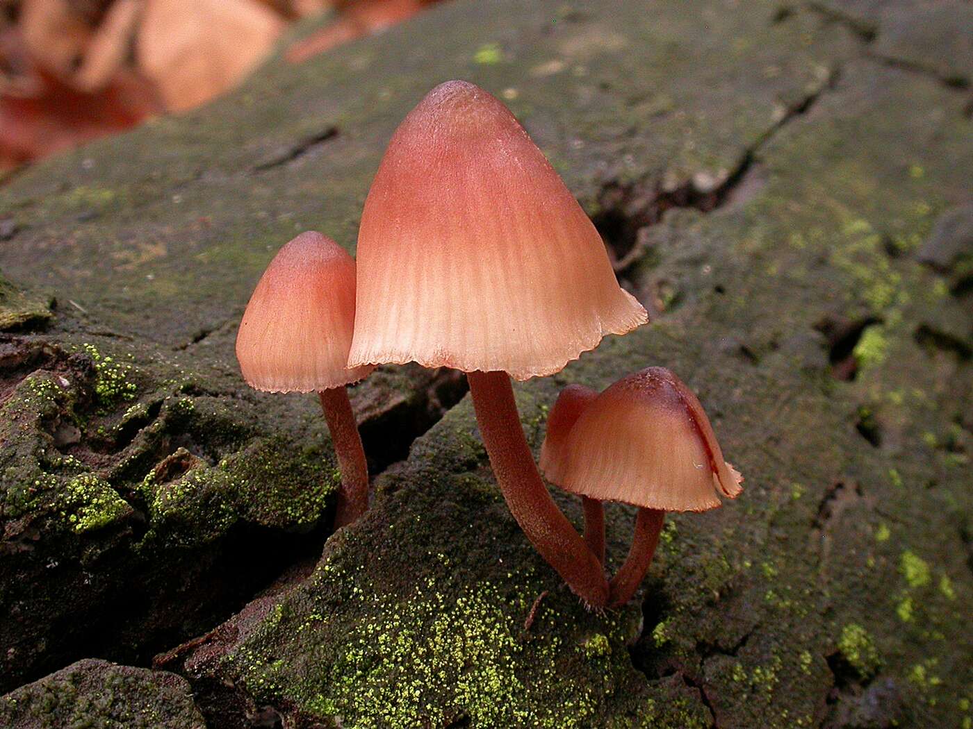 Image of Mycena haematopus (Pers.) P. Kumm. 1871