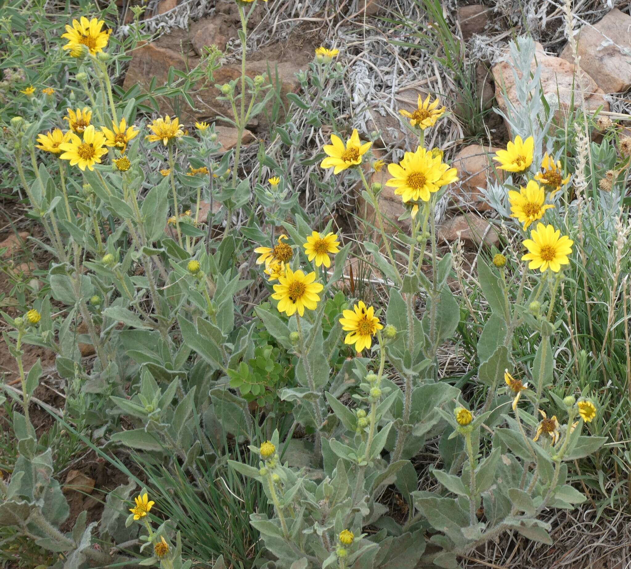 Image of little sunflower