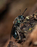 Lasioglossum coeruleum (Robertson 1893) resmi