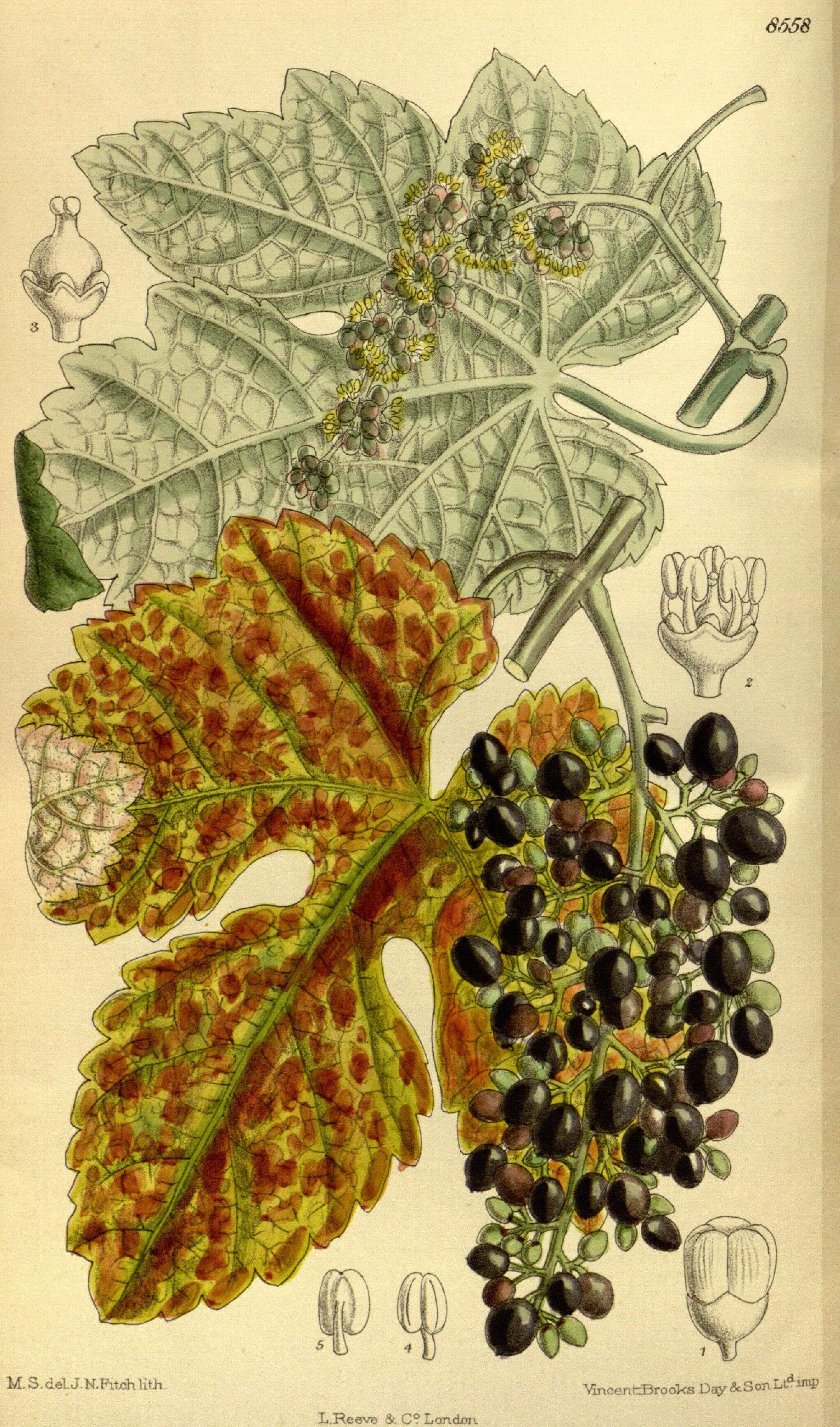 Image of Vitis ficifolia Bunge