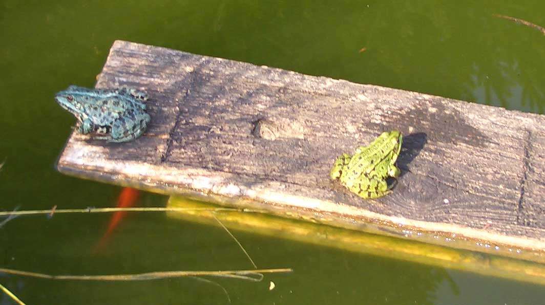 Image of Pelophylax esculentus