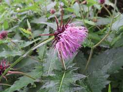 Imagem de Cirsium otayae Kitam.