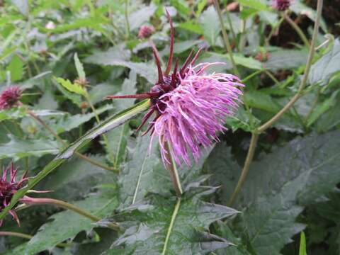 Image of Cirsium otayae Kitam.