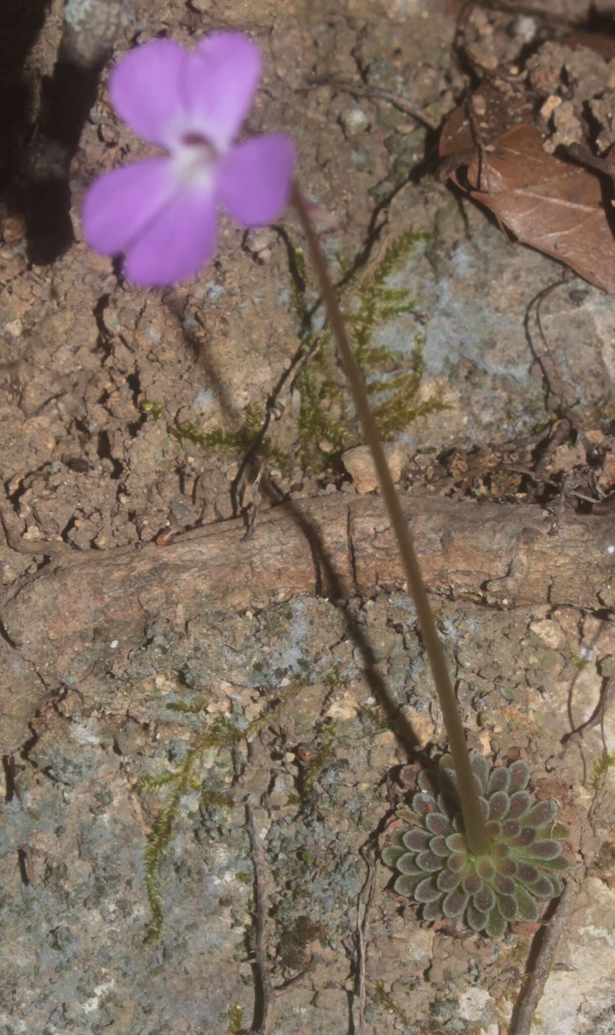 Pinguicula ehlersiae F. Speta & F. Fuchs的圖片