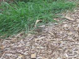 Image of Spotted Scrubwren