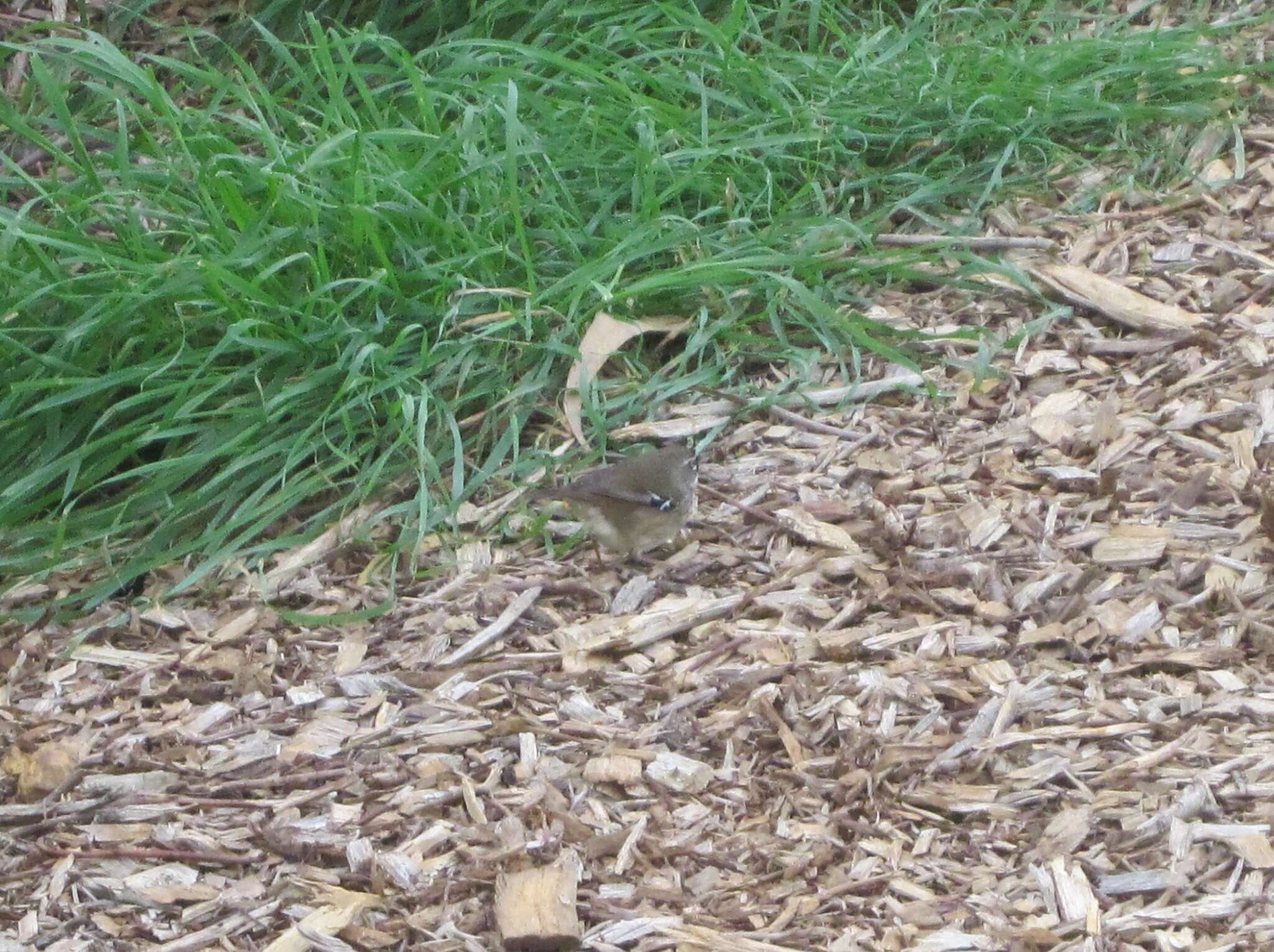 Image of Spotted Scrubwren