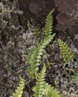 Image of Austroblechnum microphyllum (Goldm.) Gasper & V. A. O. Dittrich