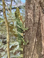 Image of Decorated Anole