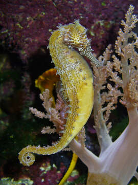 Image of Barbour's Seahorse