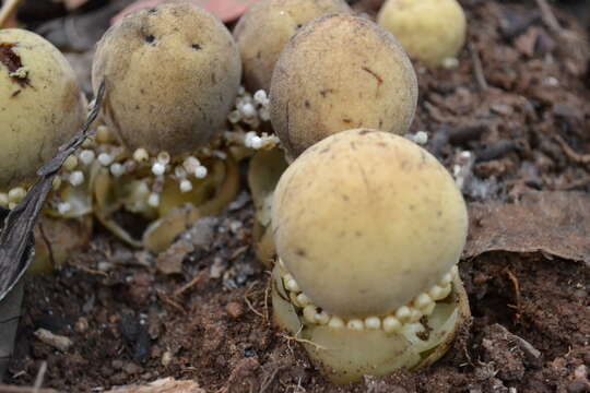 Image of Fungus root