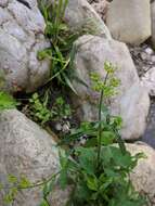 Image of Pastinaca sativa subsp. urens (Req. ex Godr.) Celak.