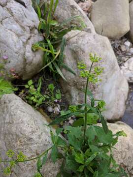 Image of Pastinaca sativa subsp. urens (Req. ex Godr.) Celak.