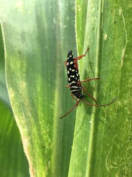 Image of Kiawe round headed borer