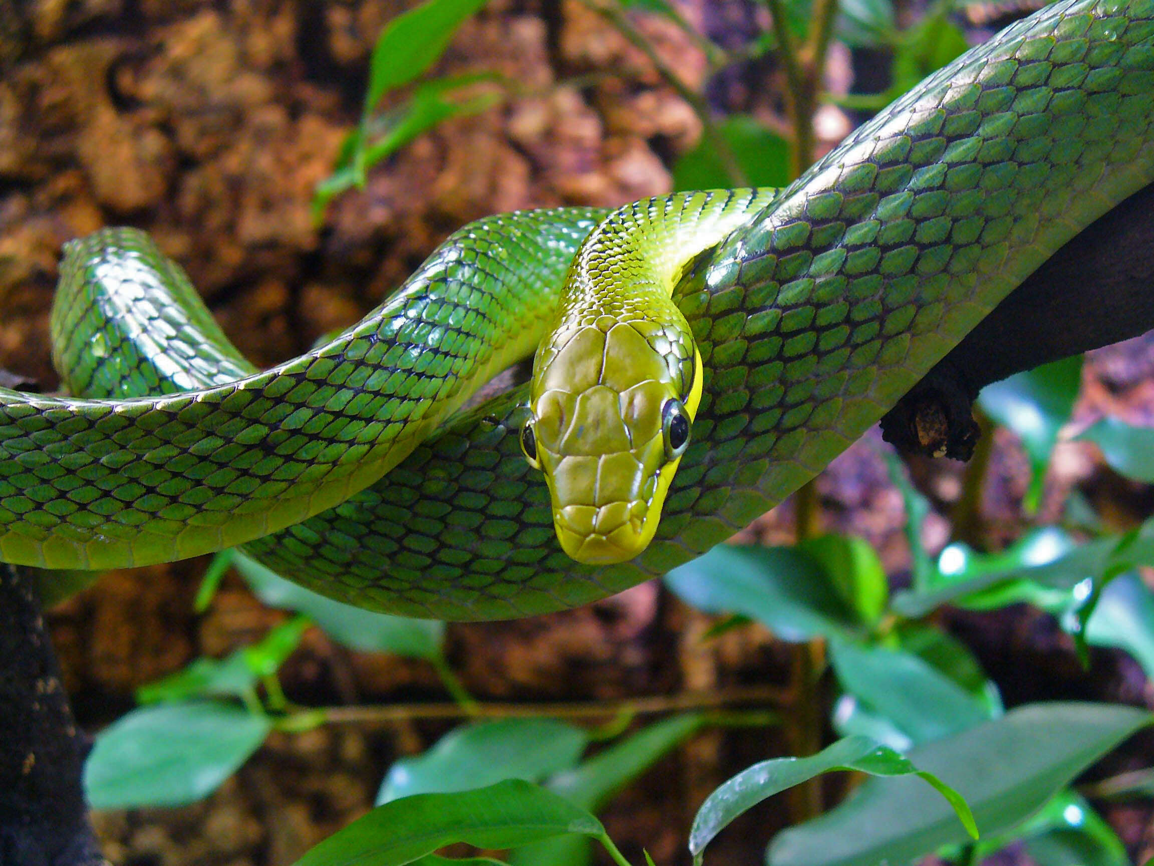 Image of Arboreal Rat Snake